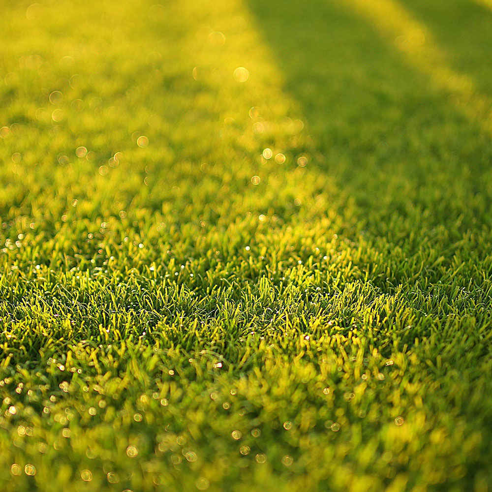 Learn About Fertilization from Unique Lawn Care, Fertilization and Pest Control Fertilization