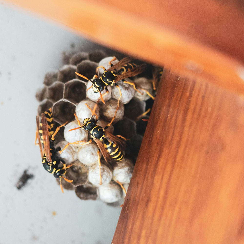 Learn About Pest Control from Unique Lawn Care, Fertilization and Pest Control Pest Control