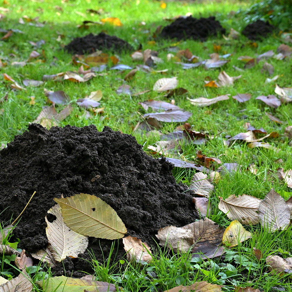 Nuisance Wildlife Removal