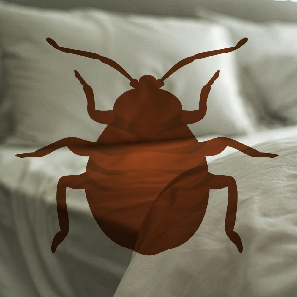 Bed Bugs